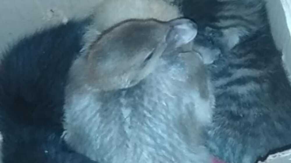 duerme con los gatos.